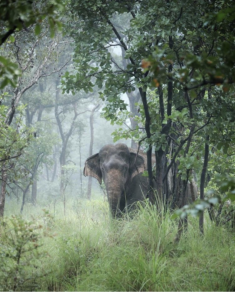 "Don't eat an elephant"